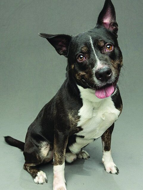 Maverick, a black and white shelter dog in the Humane Society of the Treasure Coast Promote-a-Pet program