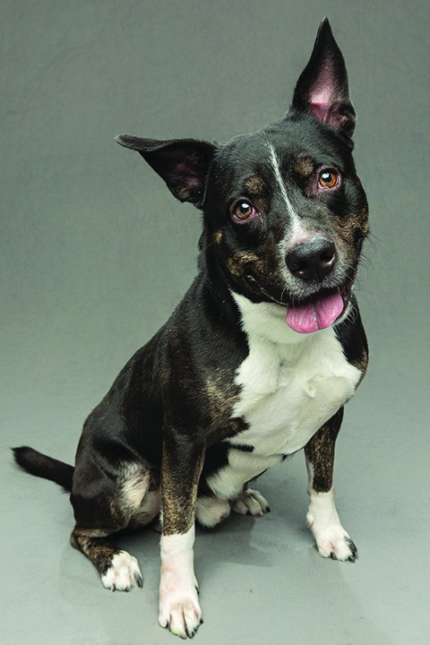 Maverick, a black and white shelter dog in the Humane Society of the Treasure Coast Promote-a-Pet program